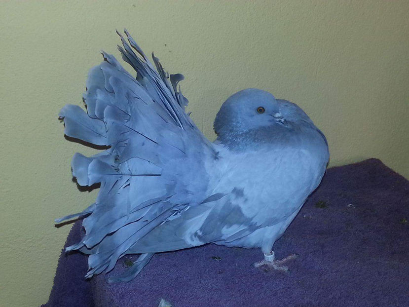 F 2016 50 LEI - Porumbei  vinduti