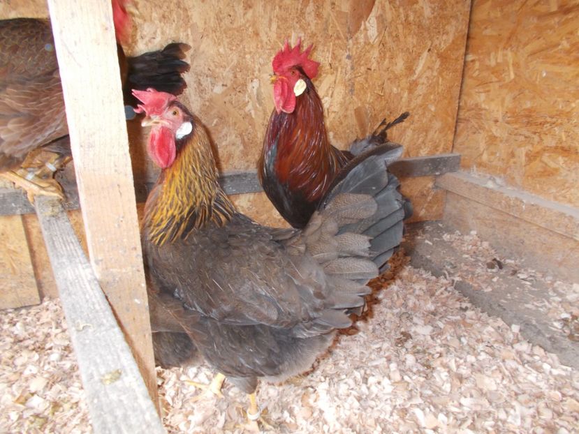  - Italiana potirnichie