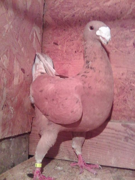 m 2011 d - masculi 2017