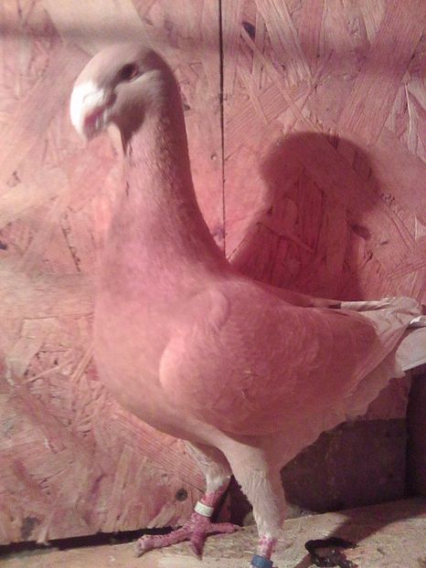 m 2015 ro - masculi 2017