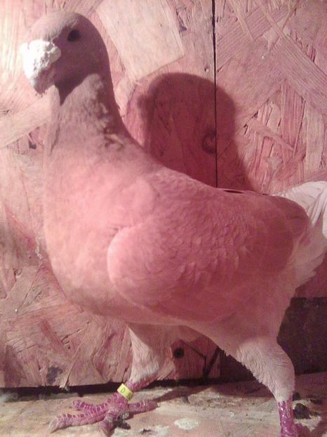 m 2011 d - masculi 2017