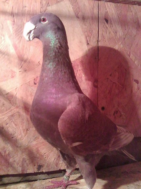 vandut - masculi 2017