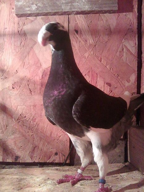 vandut - masculi 2017