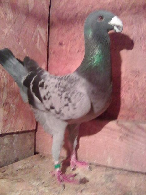 de vanzare - masculi 2017