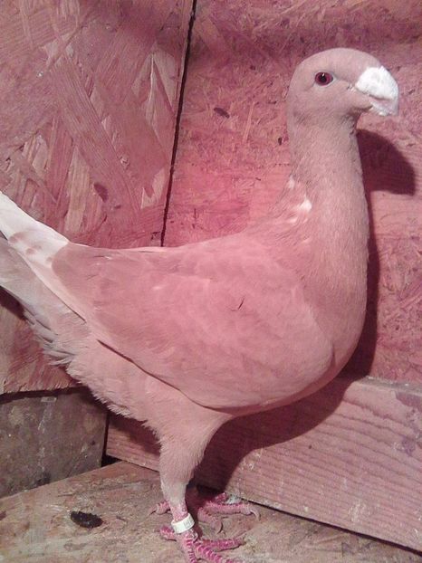 f 2015 ro - femele 2017