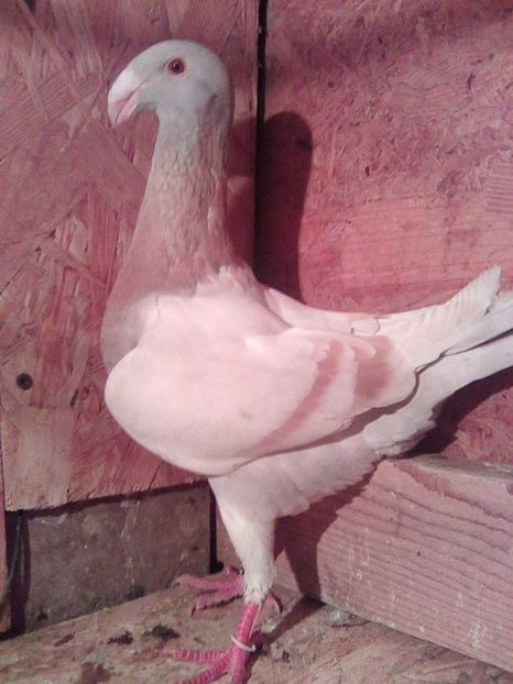 f 2016 ro - femele 2017