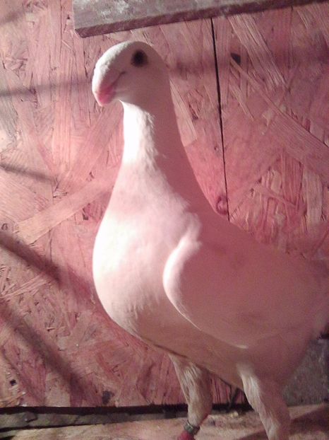 rezervat ionut - femele 2017