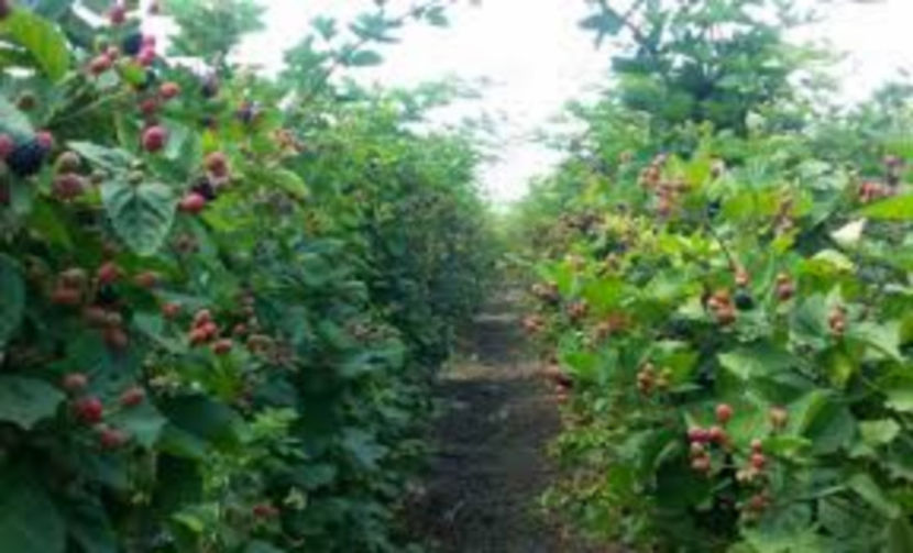 Mur Navaho - Mure Navaho