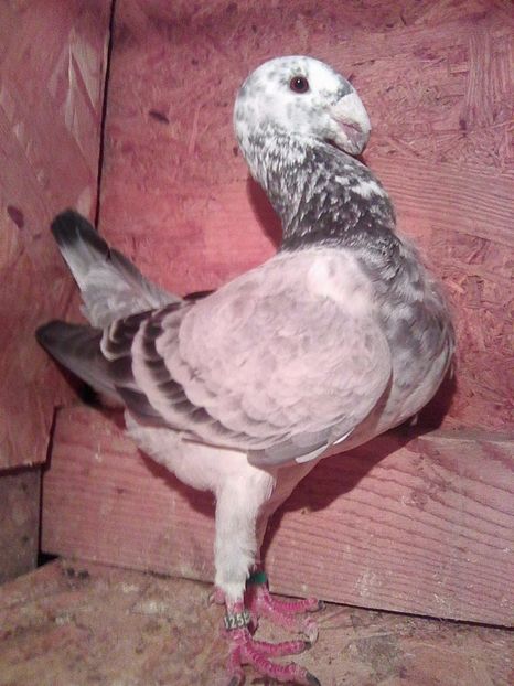 f 2014 ro - femele 2017