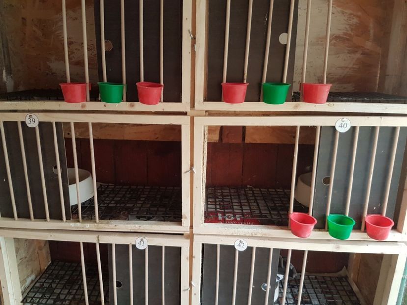  - 7___   VOLIERA MEA