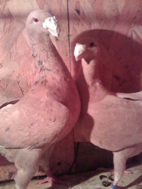 Photo0715 - perechi 2017