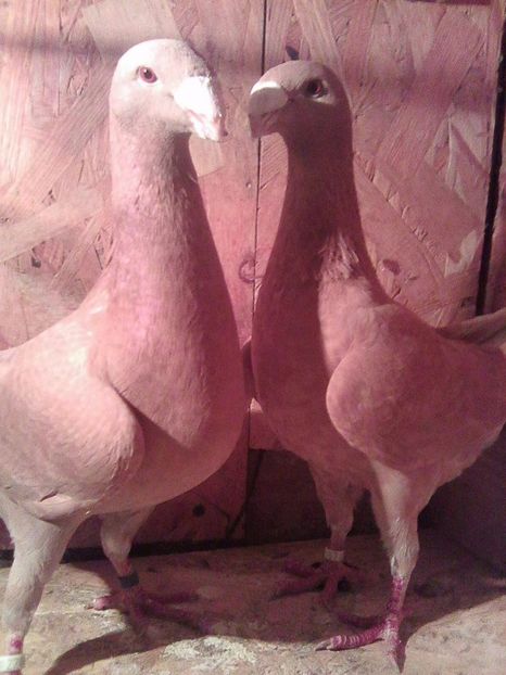 Photo0719 - perechi 2017