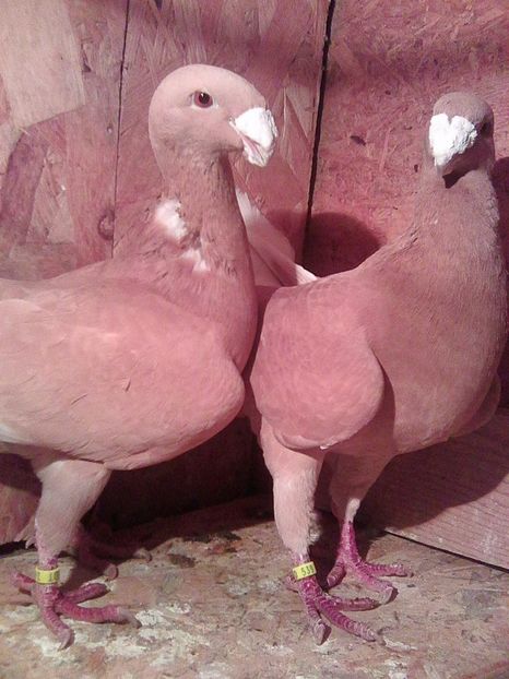 Photo0724 - perechi 2017