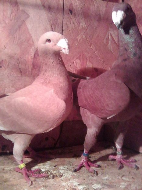 Photo0735 - perechi 2017