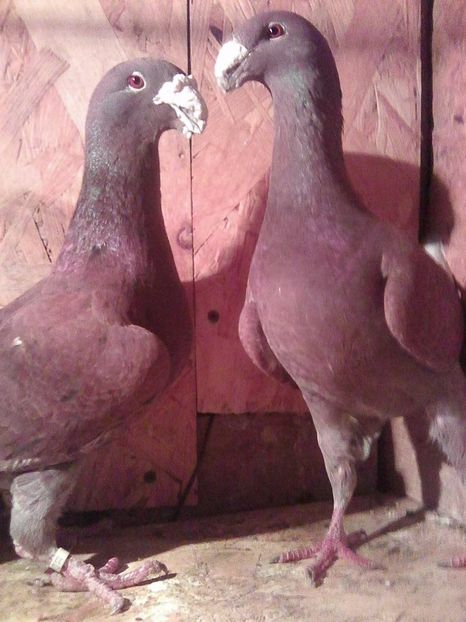 vandut - perechi 2017