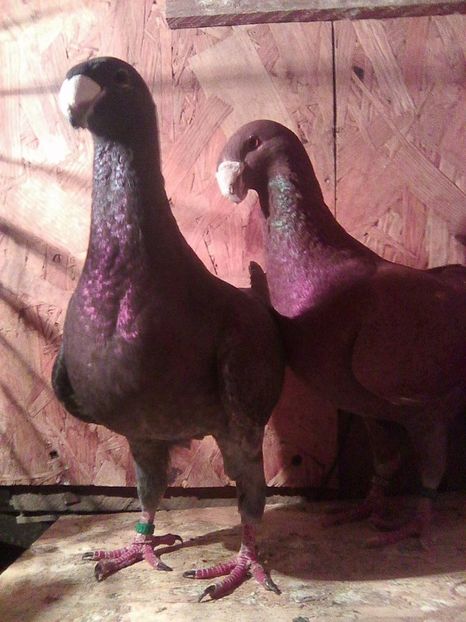 vandut - perechi 2017