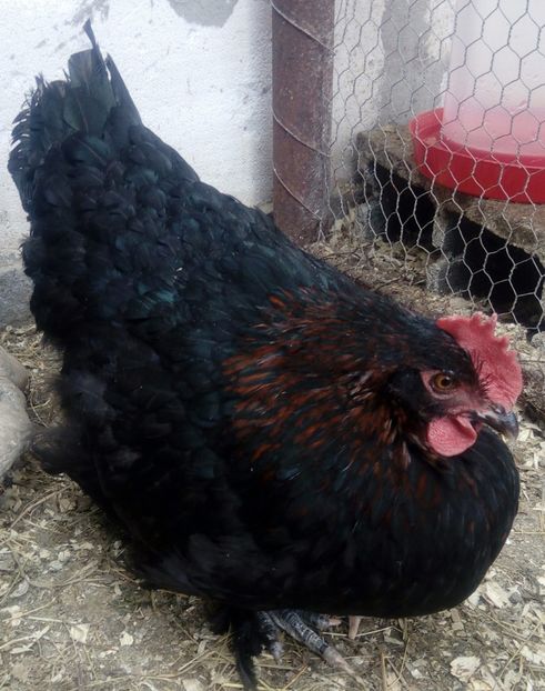 Marans negru-aramiu 2017 - Marans negru-aramiu