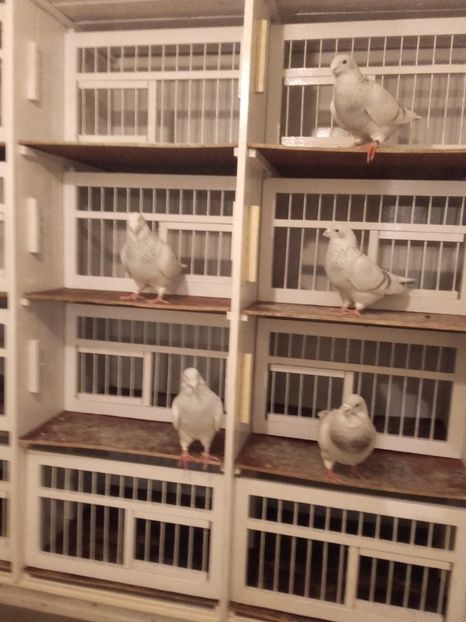  - MASCULI  PENTRU  2017