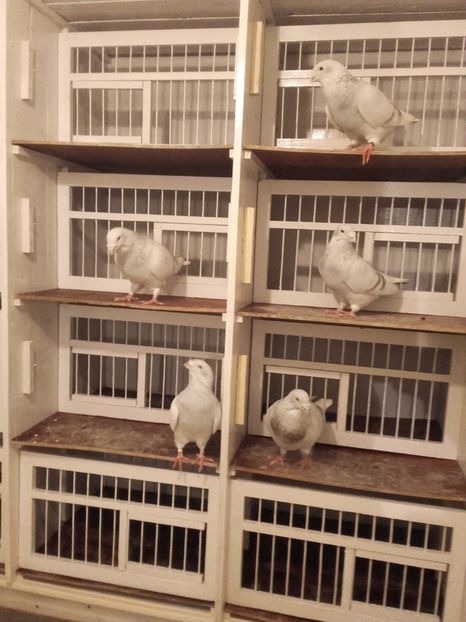  - MASCULI  PENTRU  2017