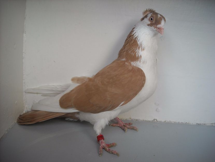  - PORUMBEI CARE MI AU APARTINUT