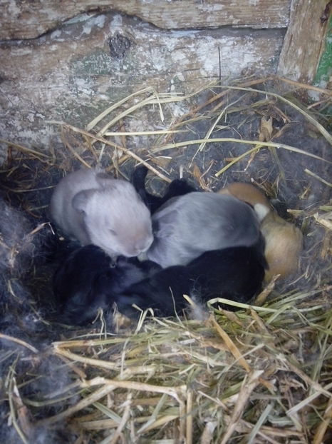 11 zile - Cuib 1-24 februarie