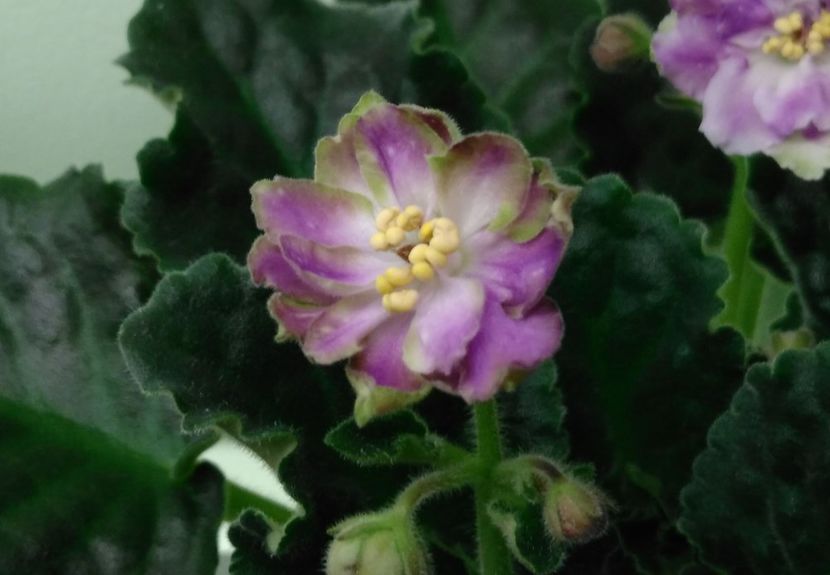 Prima floricica - RS Dikij Les