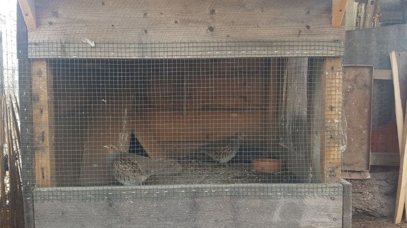  - Potarnichea comuna