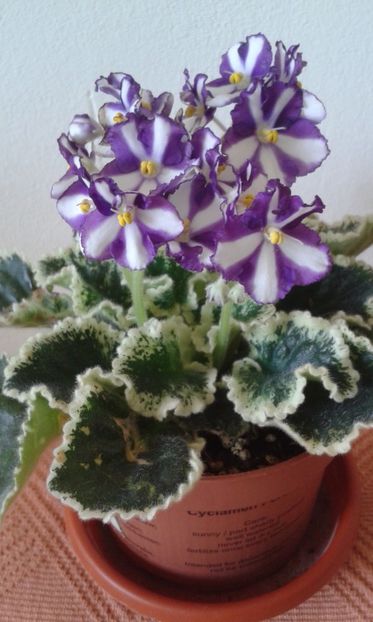 Lyon's Fortune Teller - VIOLETE DE COLECTIE 2017