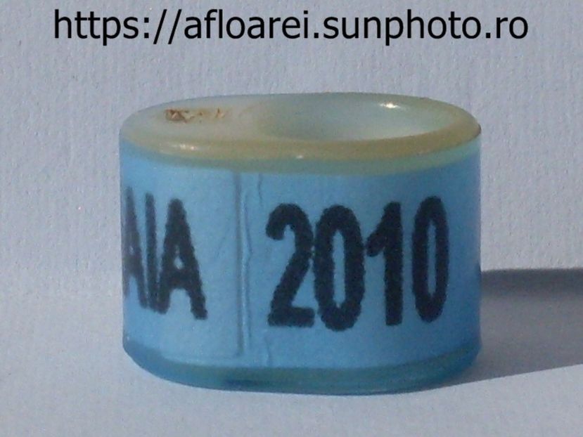 MANAIA 2010 - NEW ZEELAND