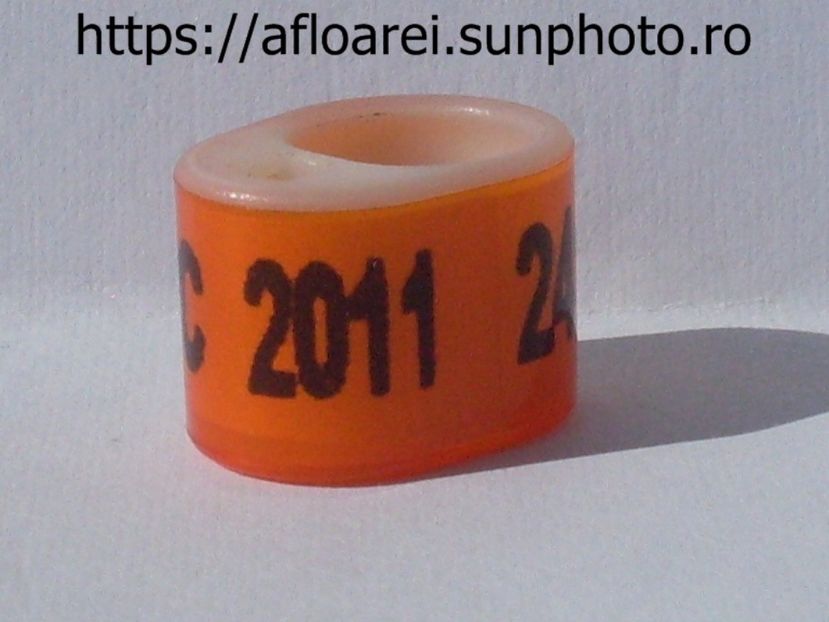 NZ SARPC 2011 - NEW ZEELAND