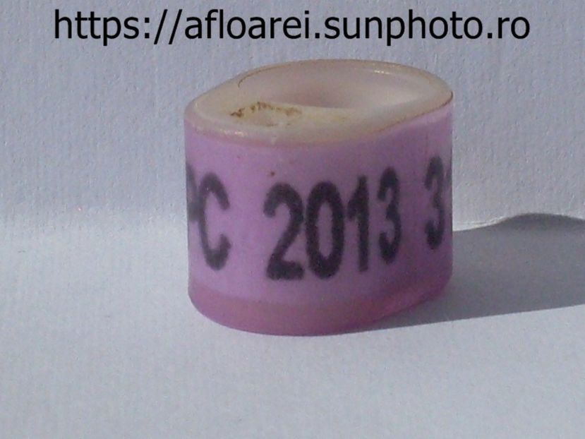 NZ SARPC 2013 - NEW ZEELAND