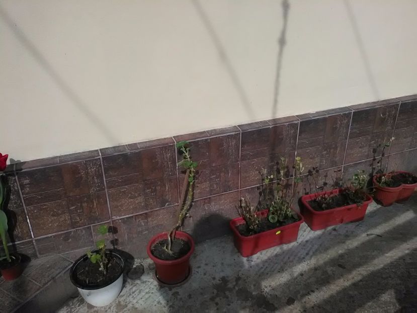  - flori primavara 2017