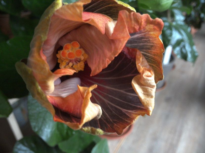 WIN_20170309_133610 - Black Rainbow