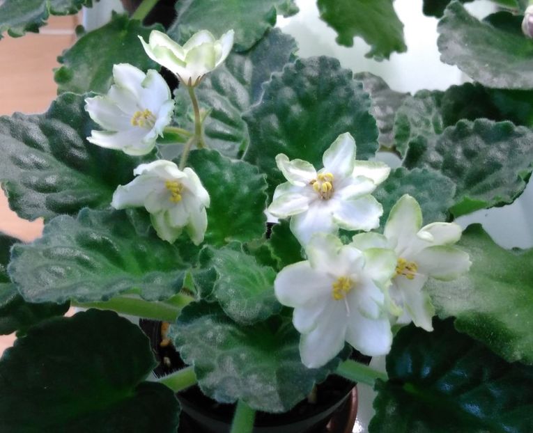 RS Nimfeja - RS Nimfeja