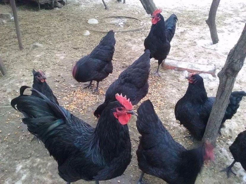 received_149632955553726 - A De vinzare oua de gaina din rasa australorp negru 2017