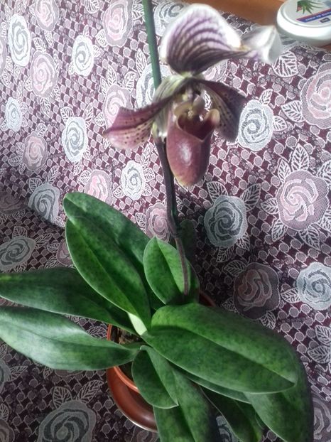  - Paphiopedilum Colbert