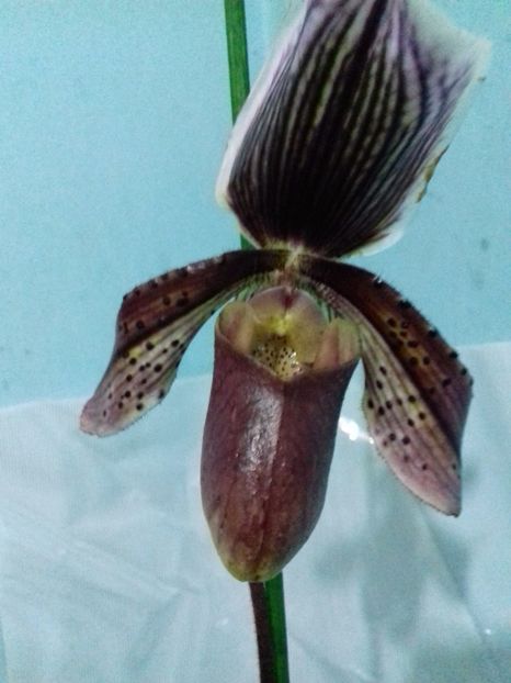  - Paphiopedilum Colbert