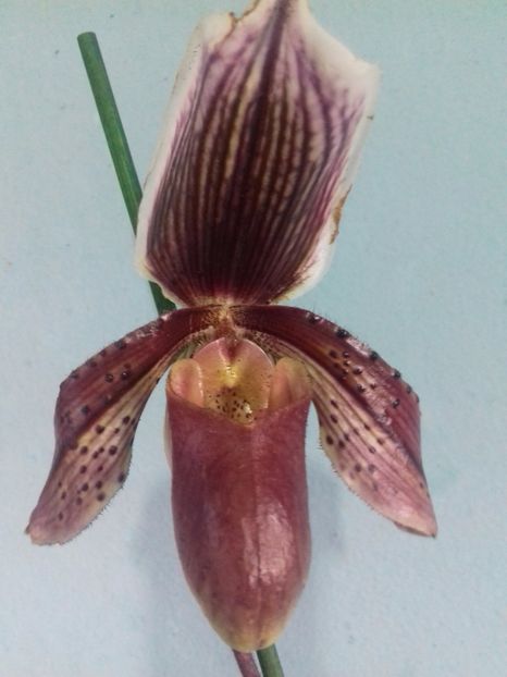  - Paphiopedilum Colbert