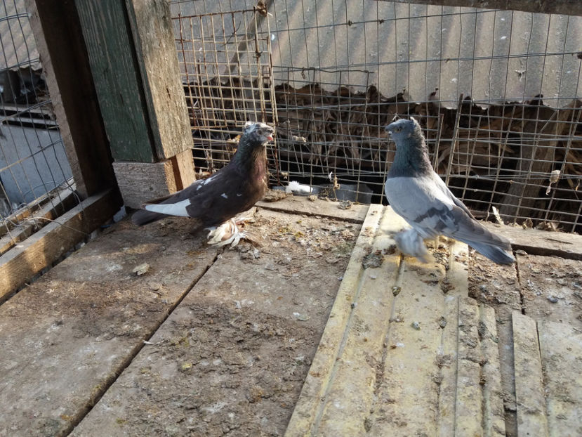  - porumbei de vanzare martie 2017