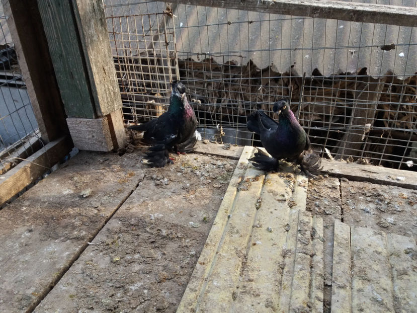  - porumbei de vanzare martie 2017