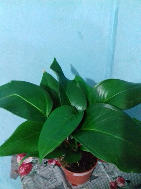  - Anthurum Scherzerianum Lindsey