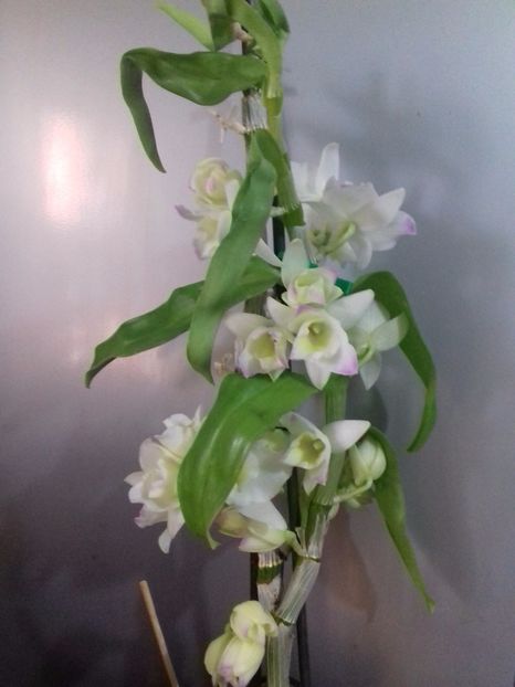  - Dendrobium nobile