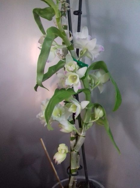  - Dendrobium nobile