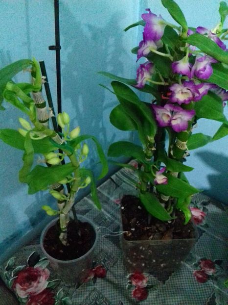  - Dendrobium nobile