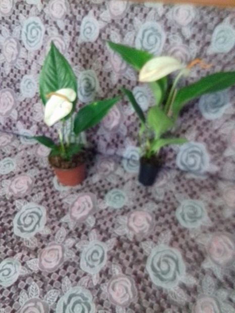 received_1804603236472023 - Anthurium Scherzerianum