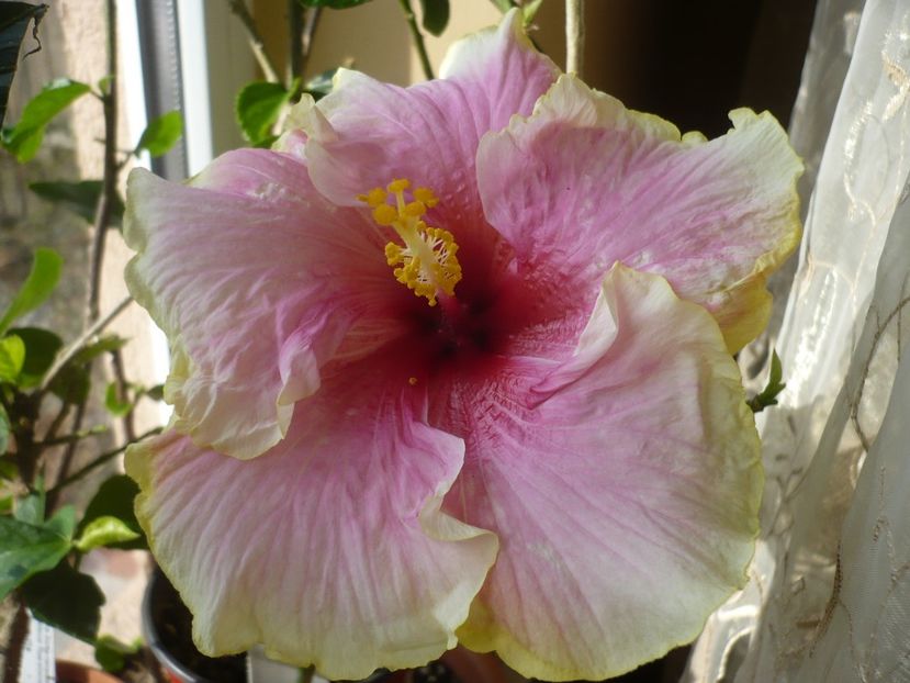 P1310158 - HIBISCUSI 2017-1