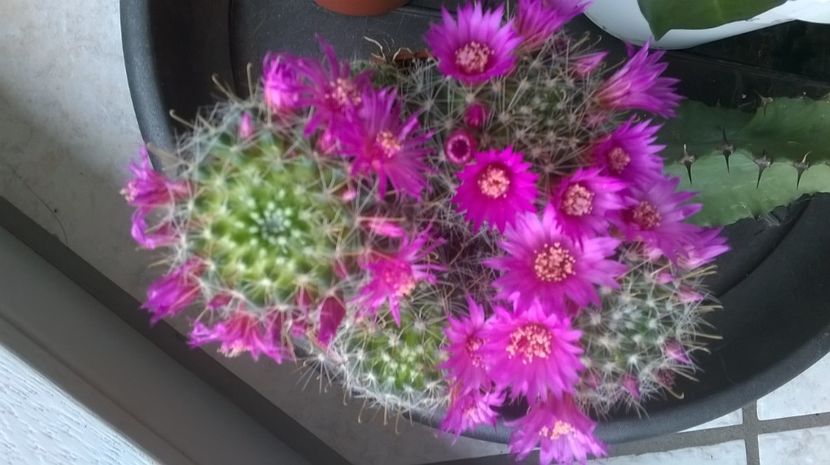  - Aaa achizitii 2017