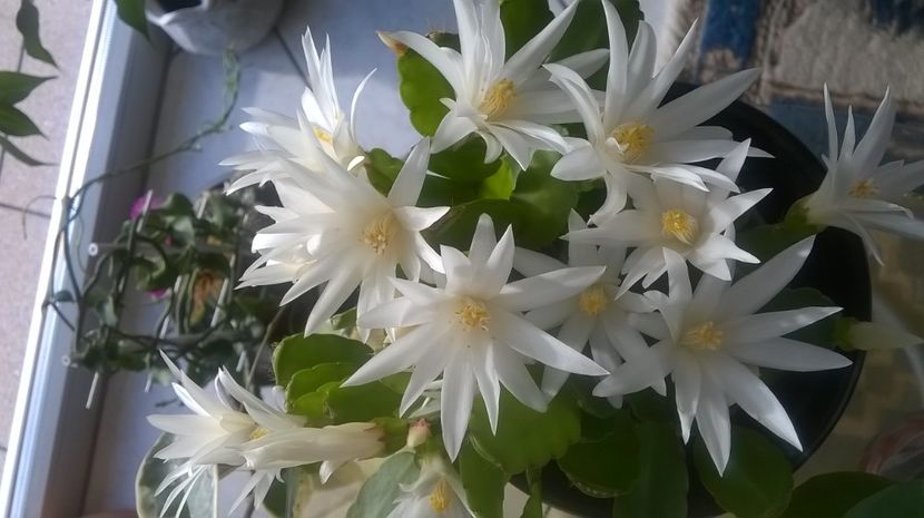  - Aaa achizitii 2017