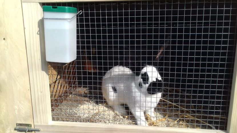  - UPG Alb Negru 2017