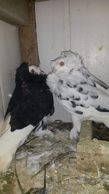 Perechea 2 - 24 Gulerati de Bihor